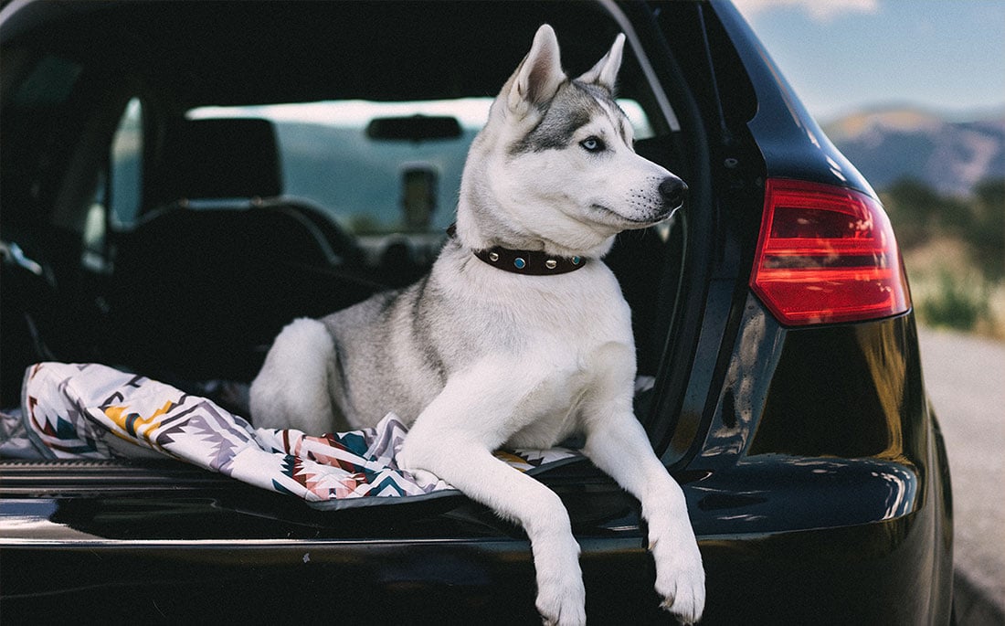 These Car Seat Pet Covers Are Perfect For Travel & 45% Off on Sale